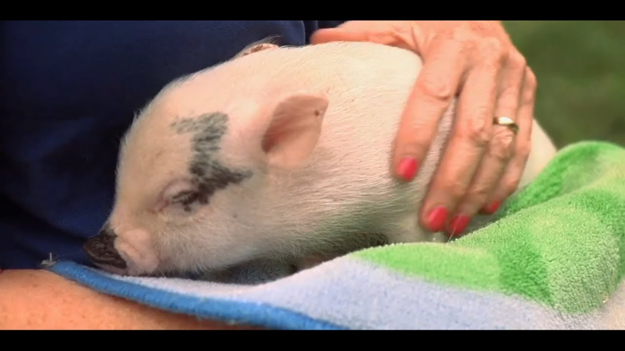 teacup pig for adoption