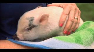New Mini Pig Owner? Five Things You Must Buy!