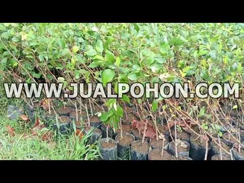 Jual Bibit Buah Apel Futsa Stok Banyak