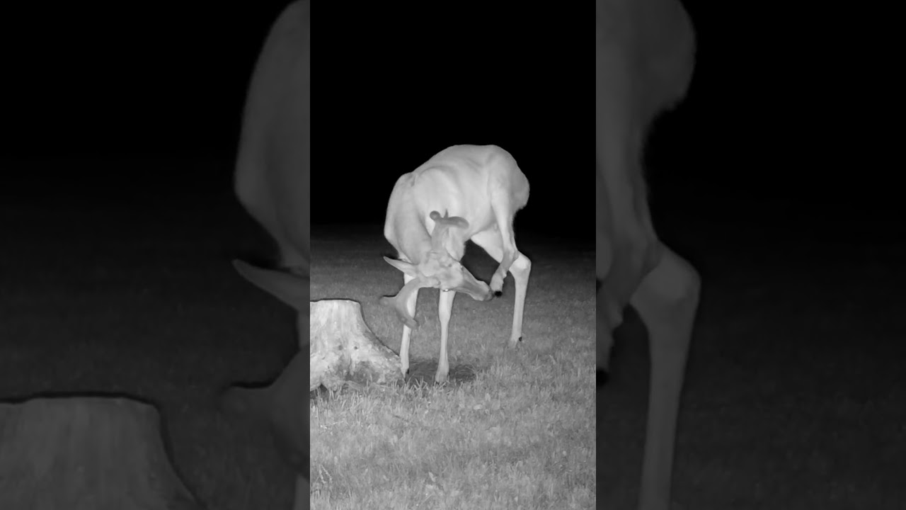 Buck Scratching Its Chin