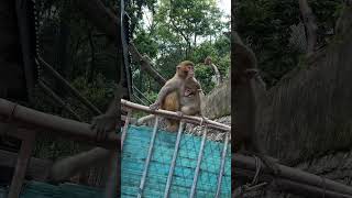 Baby Monkey Plays On Metal Door 🚪😧 | Mom’s Super Reflex | Dangerous But Cute