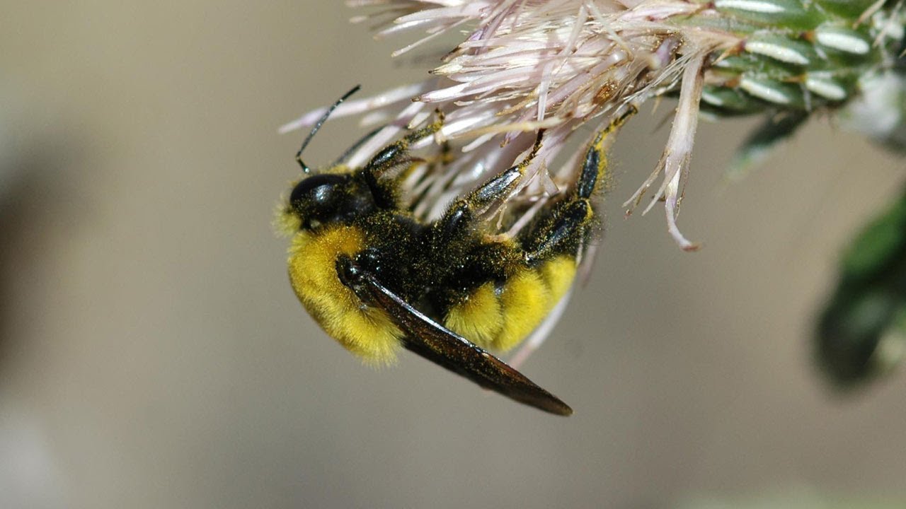 museums in london Science Bulletins: Bee Deaths Linked to Common Pesticides