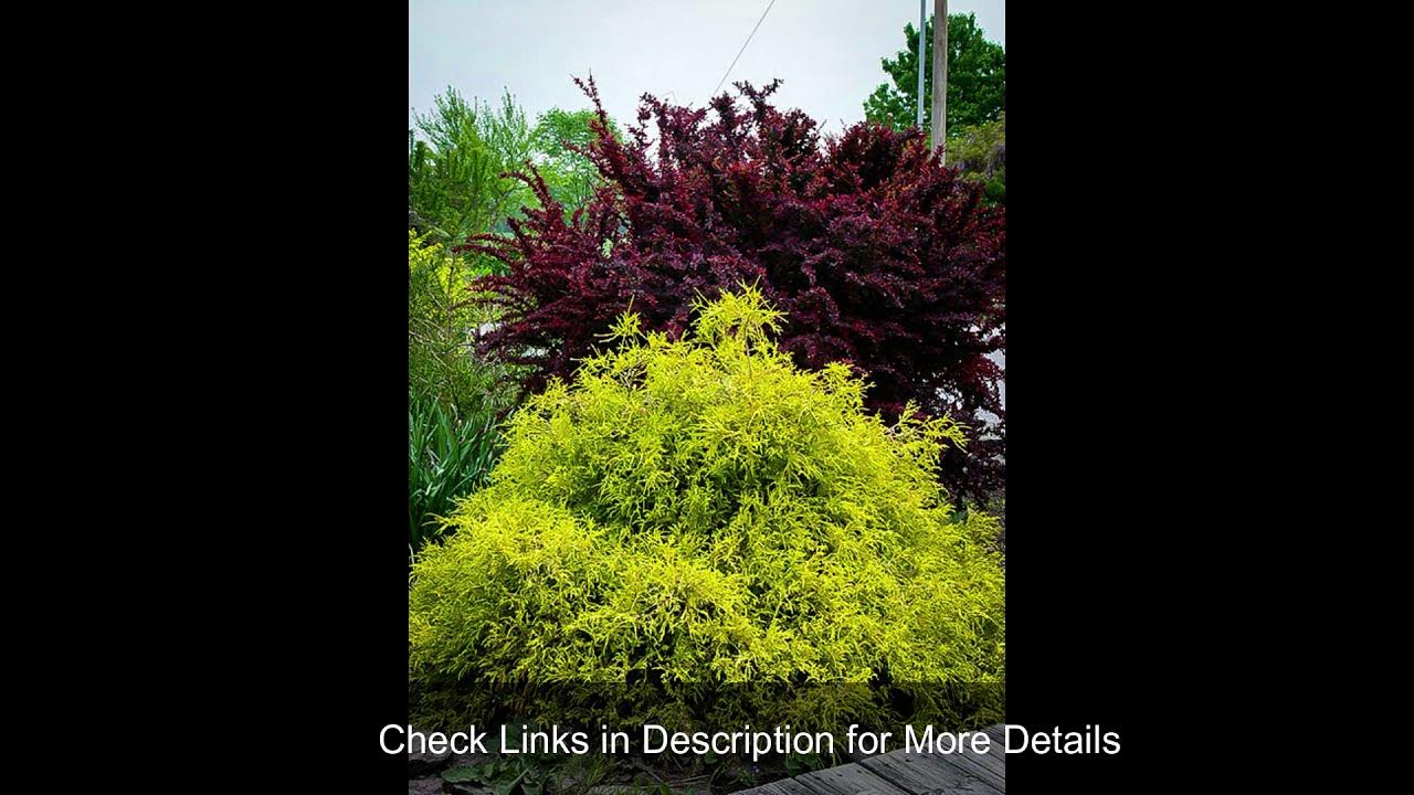 Dwarf Gold Mop Cypress Information and Care Guide(ALL) YouTube