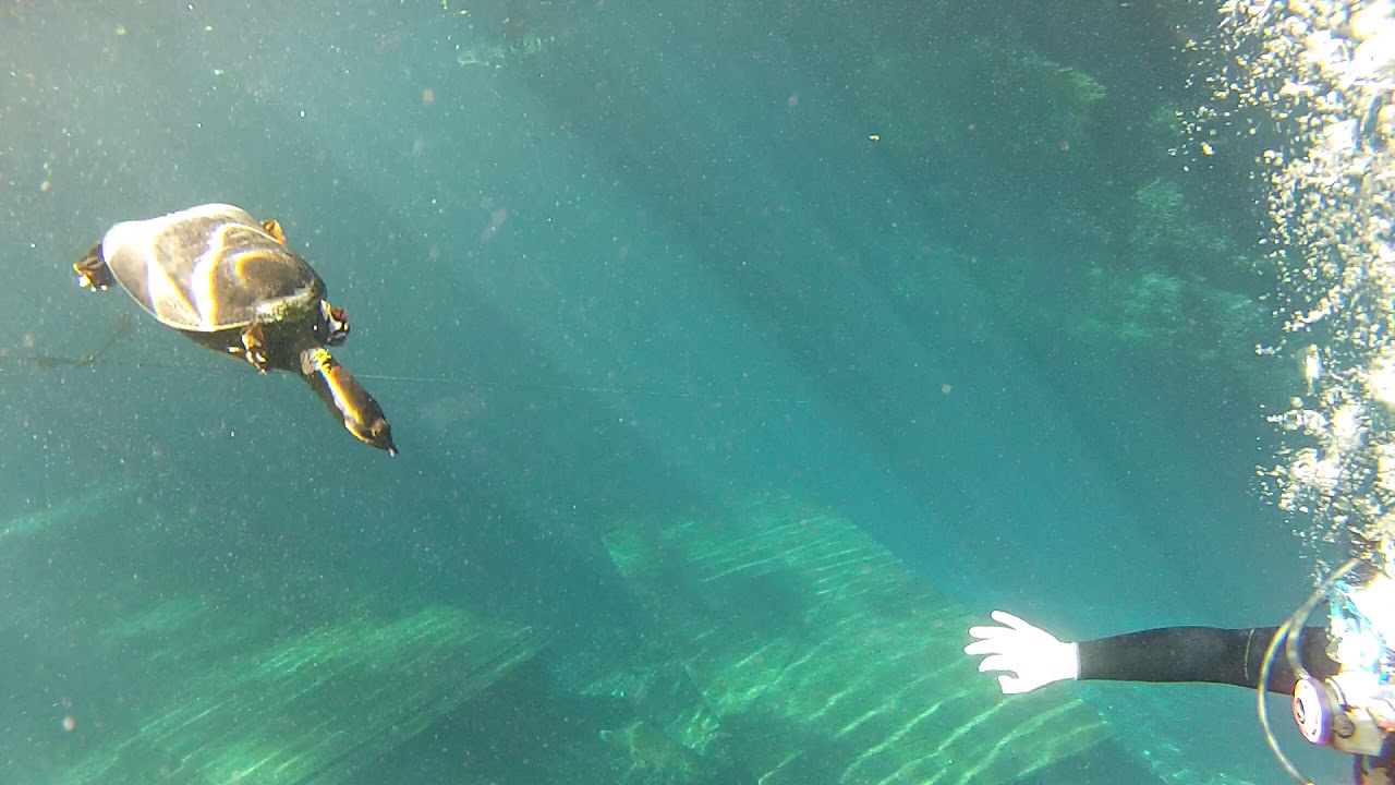 Virgil the turtle checking out the divers at Blue Grotto Scuba resort YouTube