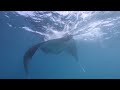 Manta Rays Eat an Astonishing Amount of Food Each Day 🐠 Great Blue Wild | Smithsonian Channel