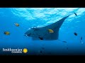 Manta Rays Feeding and Migration