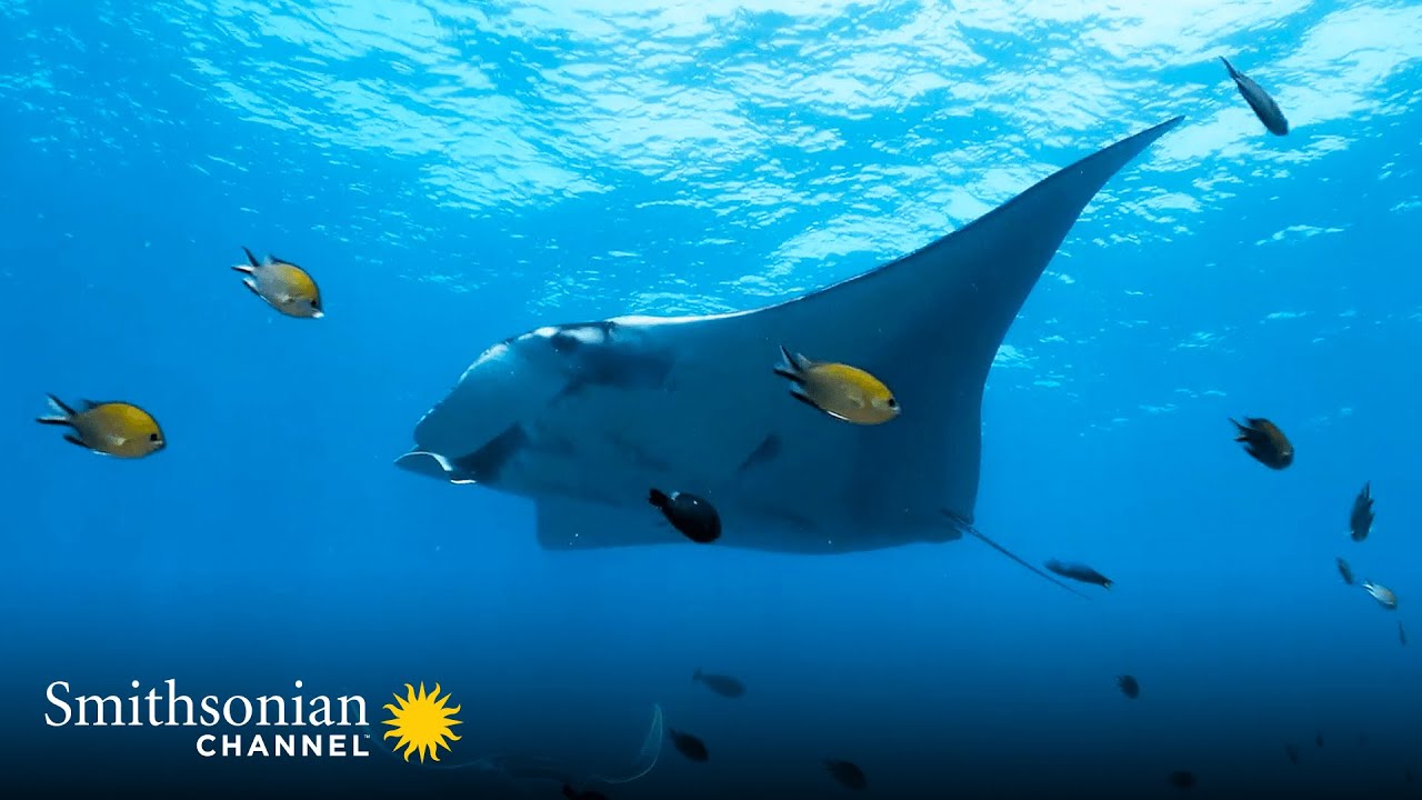 Are Manta Rays Good To Eat?