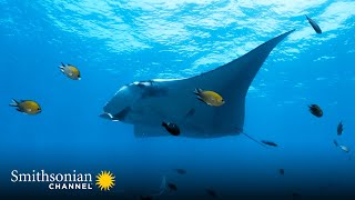 Manta Rays Eat an Astonishing Amount of Food Each Day 🐠 Great Blue Wild | Smithsonian Channel