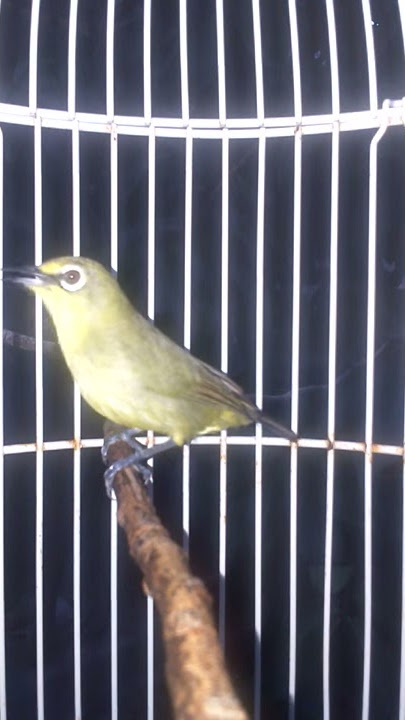 Pleci dakun Bali gacor ngeplong.