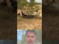 छुपा छूती #shortsvideo#animals  #viralvideo