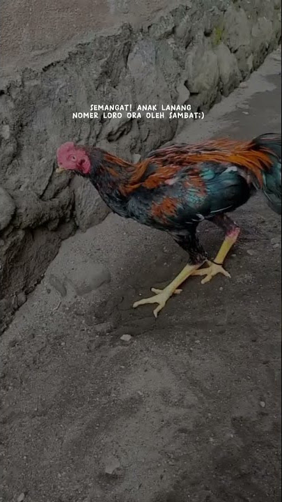 story' wa anti sambat, story' wa sad