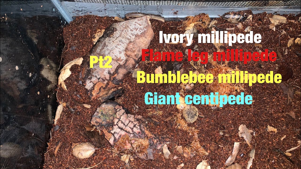 Pt2 unboxing invertebrates from LLL reptiles new centipede and