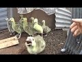 Как разводятся и выращиваются гусята