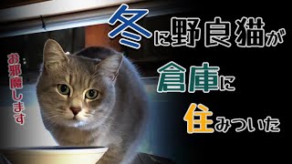 【ここがいいの!?】倉庫に住みついてしまった可愛い野良猫