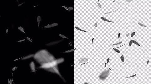 Falling Feathers On Alpha Stock Motion Graphics