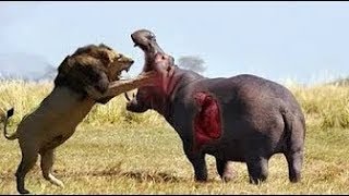 وثائقي مدهش جديد نادي قتال الحيوانات صراع حتى الموت ناشيونال جيوغرافيك أبو ظبي YouTube