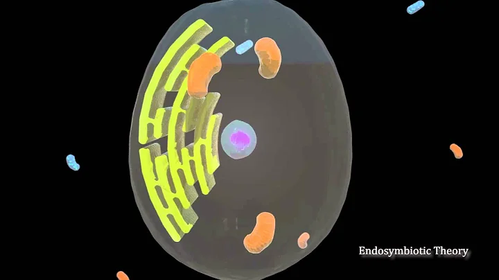 Endosymbiotic theory