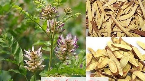 Tác dụng của vị thuốc CAM THẢO theo Y học Hiện đại và Y học Cổ truyền