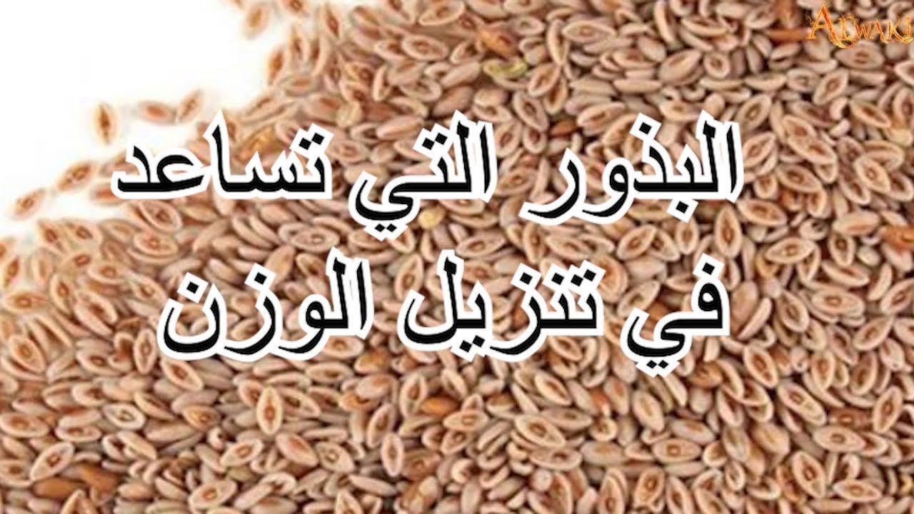 لسان الحمل عشبة فوائد بذور