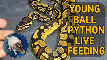YOUNG BALL PYTHON LIVE FEEDING (2) (with Relaxing Music)