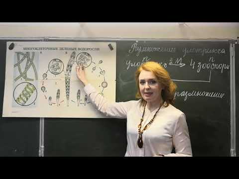 Биология, 6 класс. Размножение улотрикса