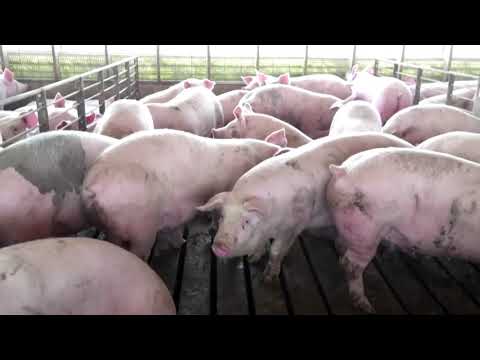 As meat sector