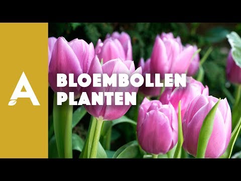 Video: Tulpen Planten In Het Voorjaar (26 Foto's): In Welke Maand Kun Je Bollen Planten In De Volle Grond? Hoe Verzorgen En Bemesten?