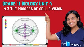 Grade 11 Biology Unit 4: 4.3 The process of cell division | Saquama
