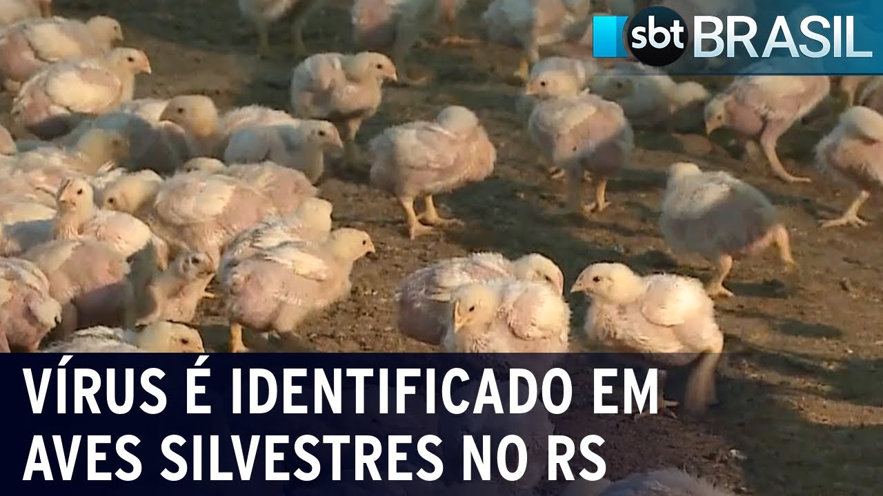 Novo foco de gripe aviária preocupa autoridades brasileiras | SBT Brasil (16/02/24)