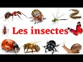 Les insectes en franais apprendre facilement les noms des insectes