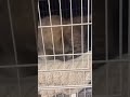 猫にご飯食べたいですか？と聞いたら…【#shorts】【喋る猫】
