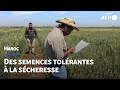 Au Maroc, à la recherche de semences céréalières tolérantes à la sécheresse | AFP