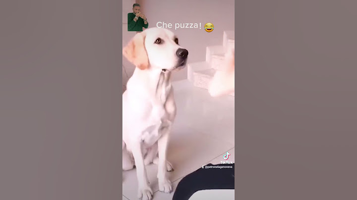 cane intelligente