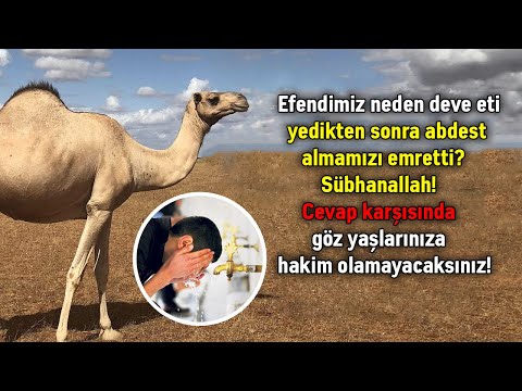 Efendimiz Neden Deve Eti Yedikten Sonra Abdest Almamızı Emretti? Sübhanallah!