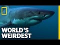 Great White Migrations | World's Weirdest