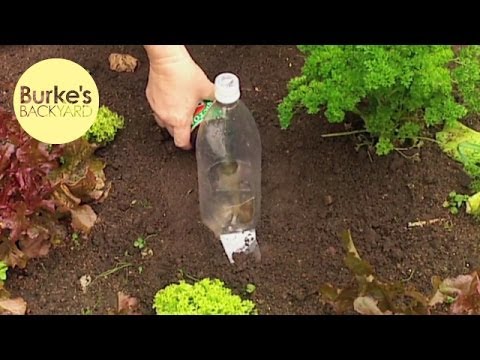 homemade slug traps