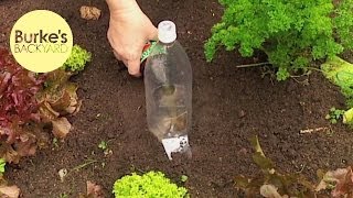 Download Burkes Backyard, Beer Snail Trap Video MP3 Burkes Backyard, Beer Snail Trap