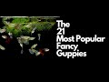 The 21 Most Popular Types of Guppy Fish 🐠