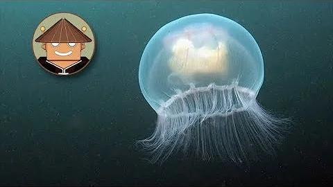 ¿Cuál es el enemigo natural de las medusas?