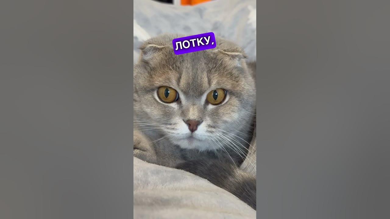 Фобія #кіт #киця #шотландець_висловухий #кожана #рекомендації #шортс ...