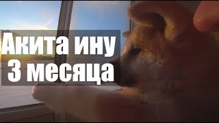 Акита ину 3 месяца. Первая неделя дома. Акита ину 3 месяца. Первая неделя дома.