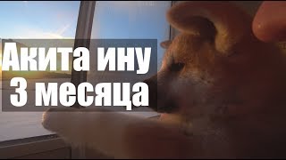 Акита ину 3 месяца. Первая неделя дома.