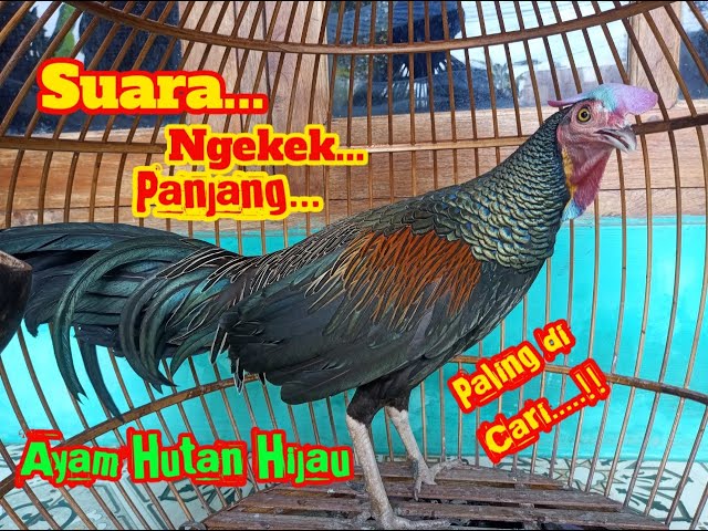 Suara ayam hutan hijau ngekek dan berkokok|| rekaman asli || ngekek ayam hutan. class=