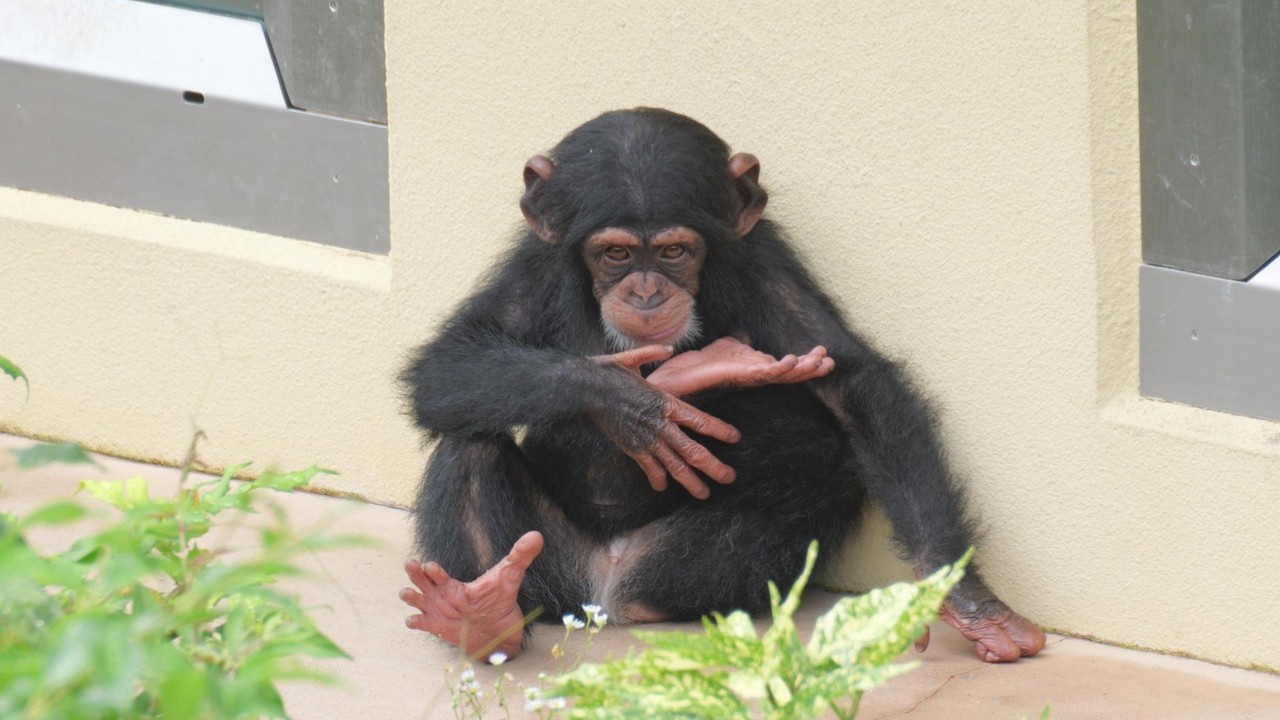 Kazuki on a muggy day. Higashiyama Zoo, Chimpanzee, 202607 - YouTube