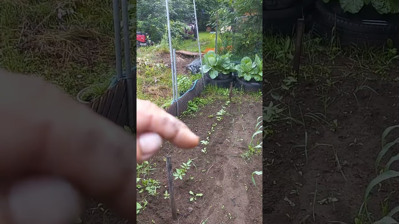 Buffalo seed company garden