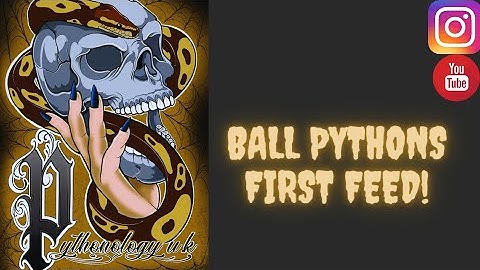 Ball python hatchlings first feeding