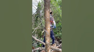 Super hand axe cutting #treeremoval #satisfying #shorts