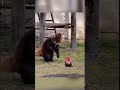 Красная Панда 🐼 Red Panda🐼 #cute #shorts #cuteanimals #animals