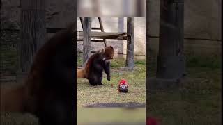 Красная Панда 🐼 Red Panda🐼 #Cute #Shorts #Cuteanimals #Animals