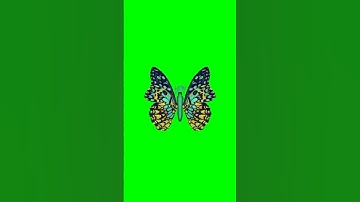 green screen flying butterfly effect #greenscreen #shortsvideo #animation #butterfly